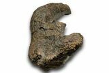 Theropod Dinosaur (Allosaurus) Femur - Bite Marks! #371504-2